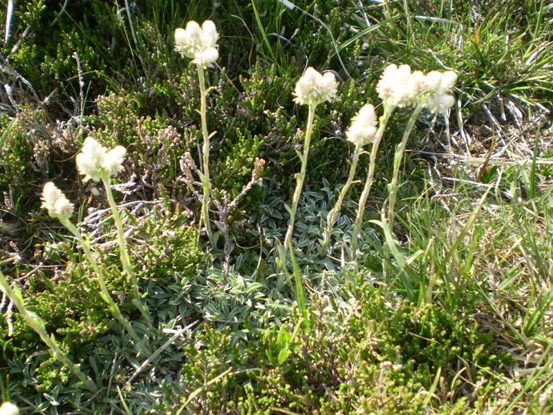 (Alpi Apuane, MS)  Antennaria dioica / Sempiterni di montagna